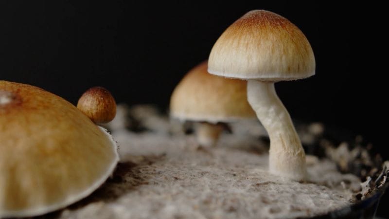 Buy Psychedelic Mushrooms & Magic Truffles – Trusted by Researchers