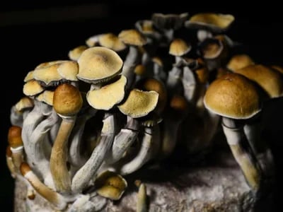 Buy Psychedelic Mushrooms & Magic Truffles – Trusted by Researchers