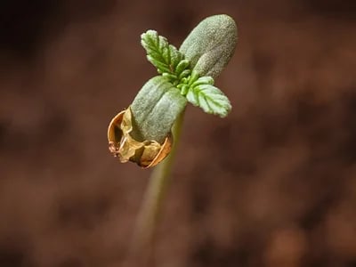 THC Edibles for Sale Australia – Study of Consumer Awareness