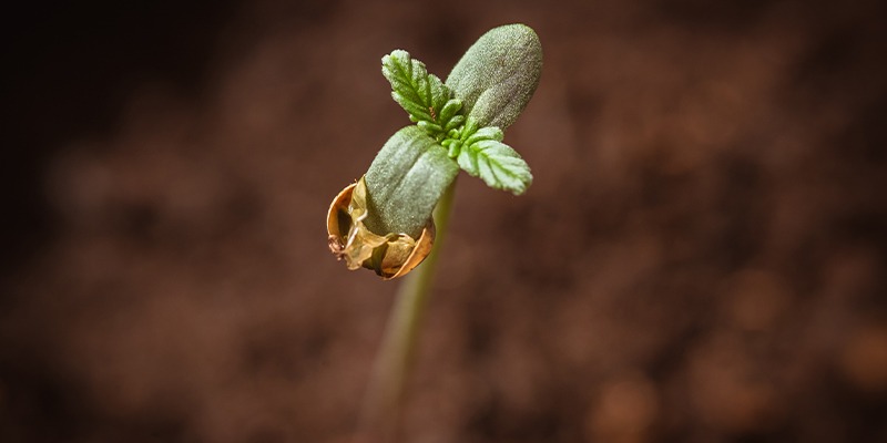 THC Edibles for Sale Australia – Study of Consumer Awareness