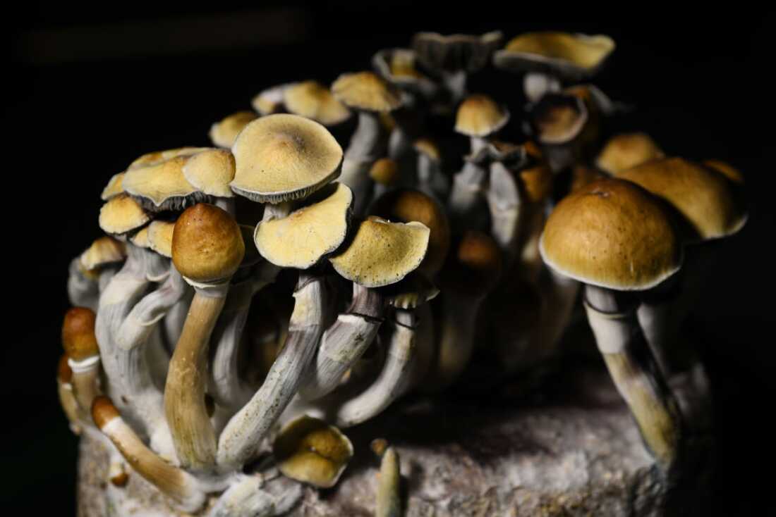 Buy Psychedelic Mushrooms & Magic Truffles – Trusted by Researchers