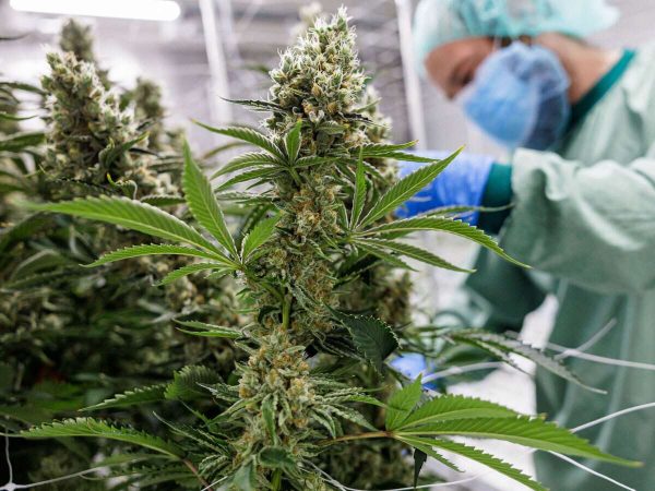 Fast U.S. Delivery on Medical-Grade Products – Therapeutic Cannabis Online